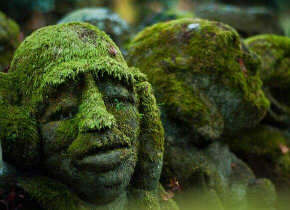 A Rolling Stone Gathers No Moss A Rolling Stone Gathers No Moss