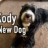 Meet Kody! My New Dog